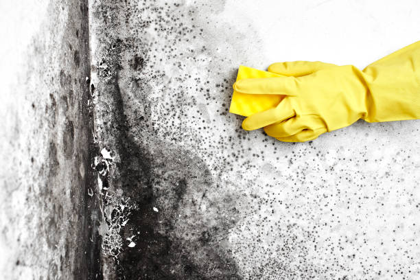 Best Bathroom Mold Remediation in Halstead, KS