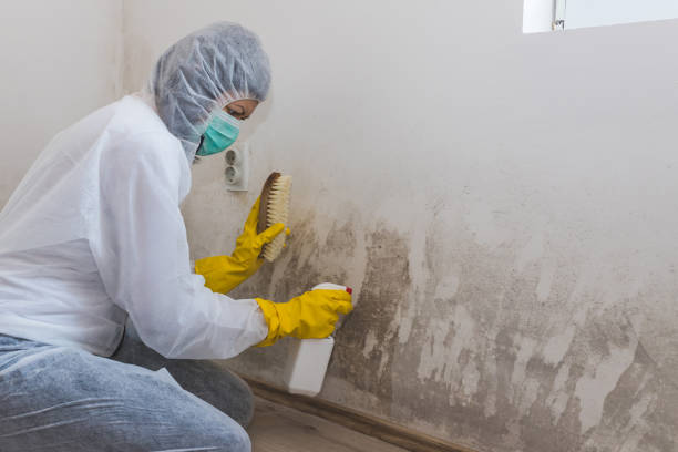 Best Crawl Space Mold Remediation in Halstead, KS