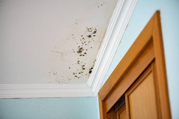 Best Preventive Mold Services in Halstead, KS