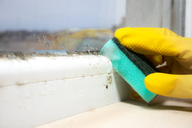 Best Commercial Mold Remediation in Halstead, KS