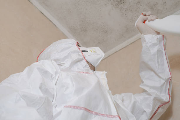 Best Post-Flood Mold Remediation in Halstead, KS