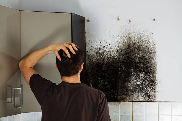 Best Post-Remediation Services in Halstead, KS
