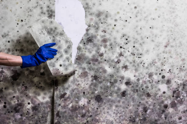 Best Post-Flood Mold Remediation in Halstead, KS